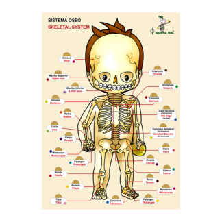 Esquema Corporal “ Sistema Óseo ”