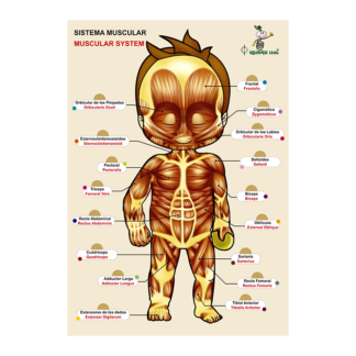 Esquema Corporal “ Sistema Muscular ”